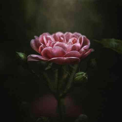 بانه شیروان بی تو